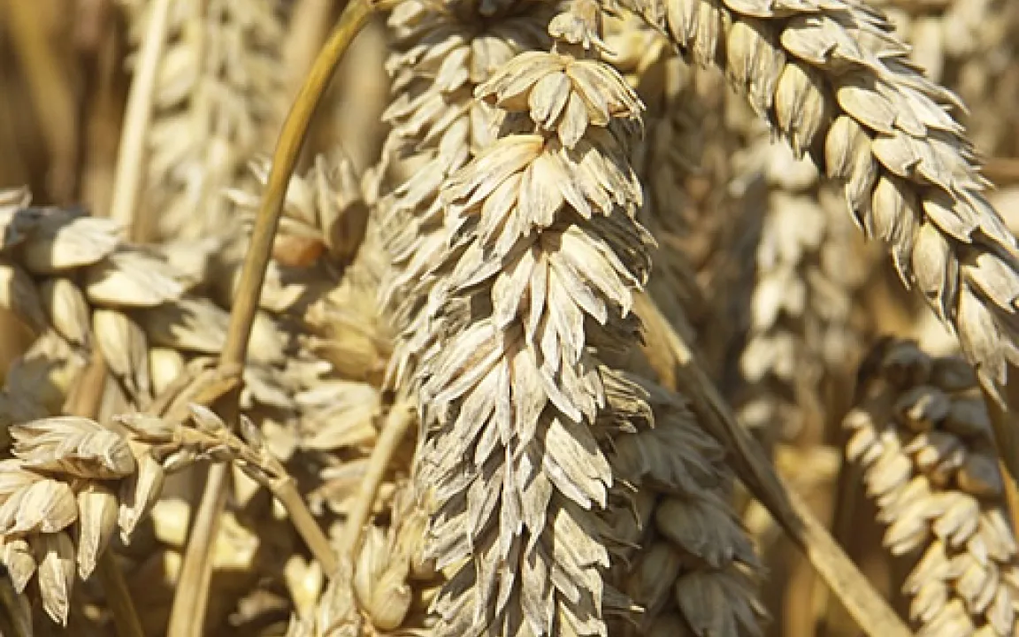 Gene gegen Dürren: trockentoleranter Weizen 