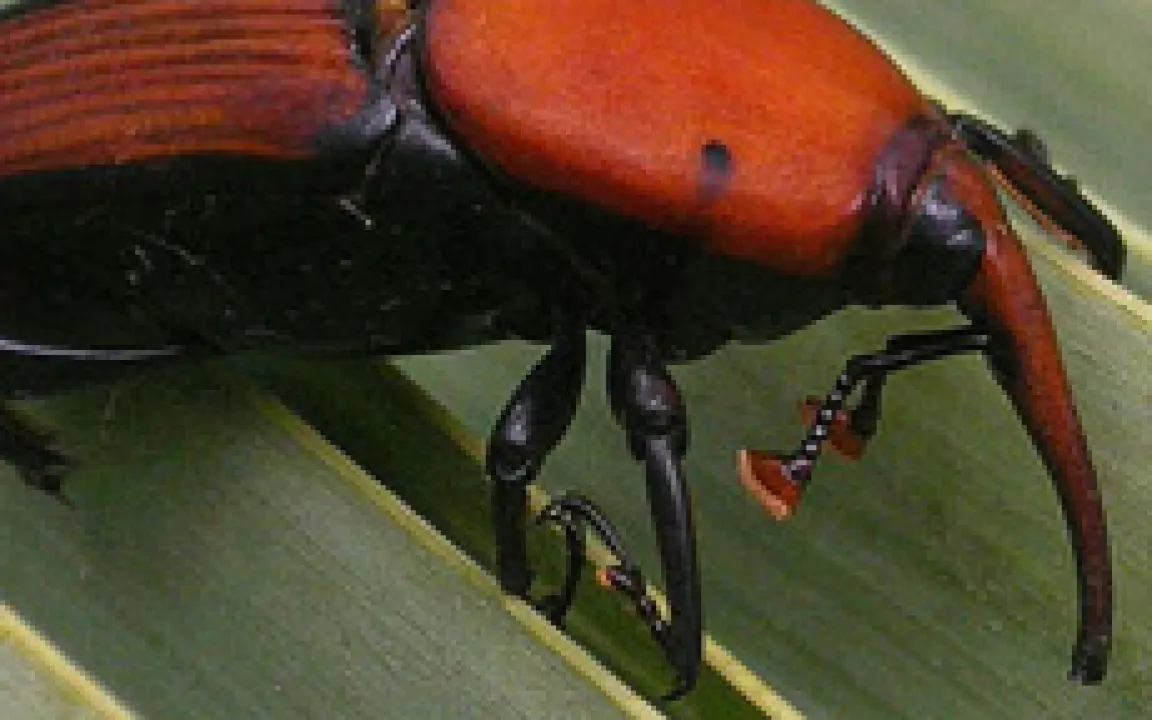 Käfer bedroht UNESCO Weltkulturerbe