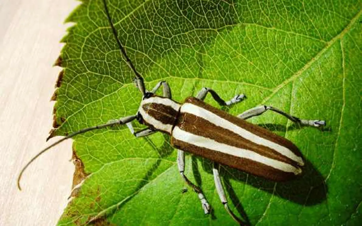 Rundköpfiger Apfelbaumbohrer neu in Europa