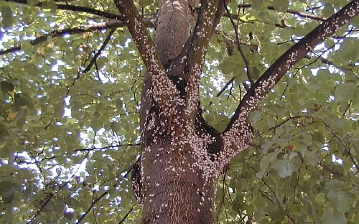 Kein Freund der Ästhetik 