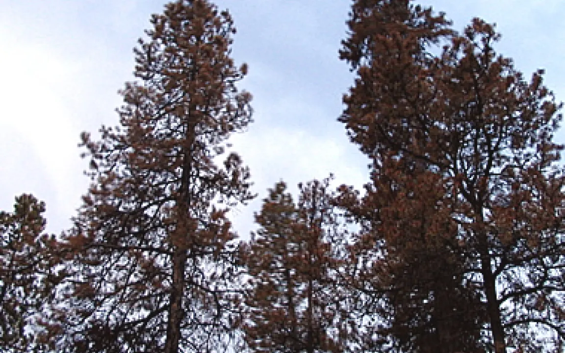Dem Borkenkäfer ist der Klimaschutz egal