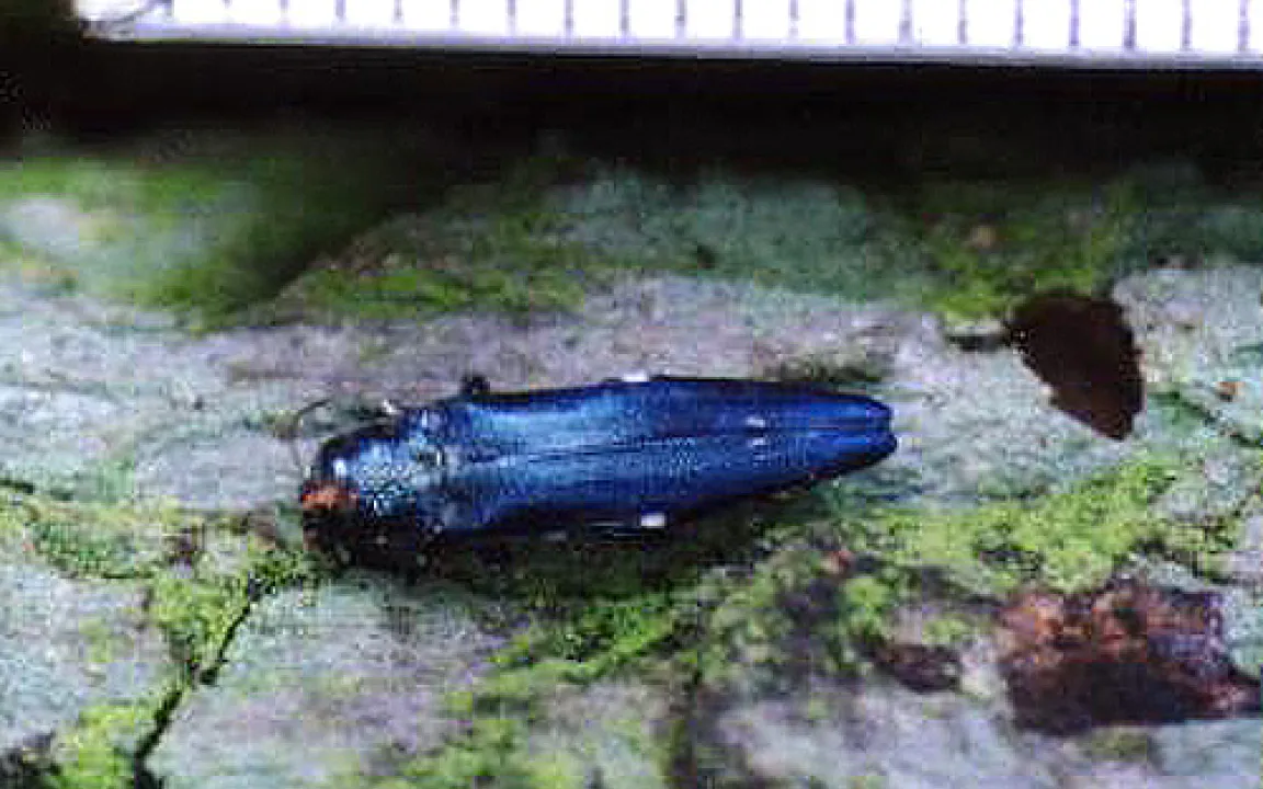 Buche und Fichte erholen sich, die Eichen stehen unter Stress