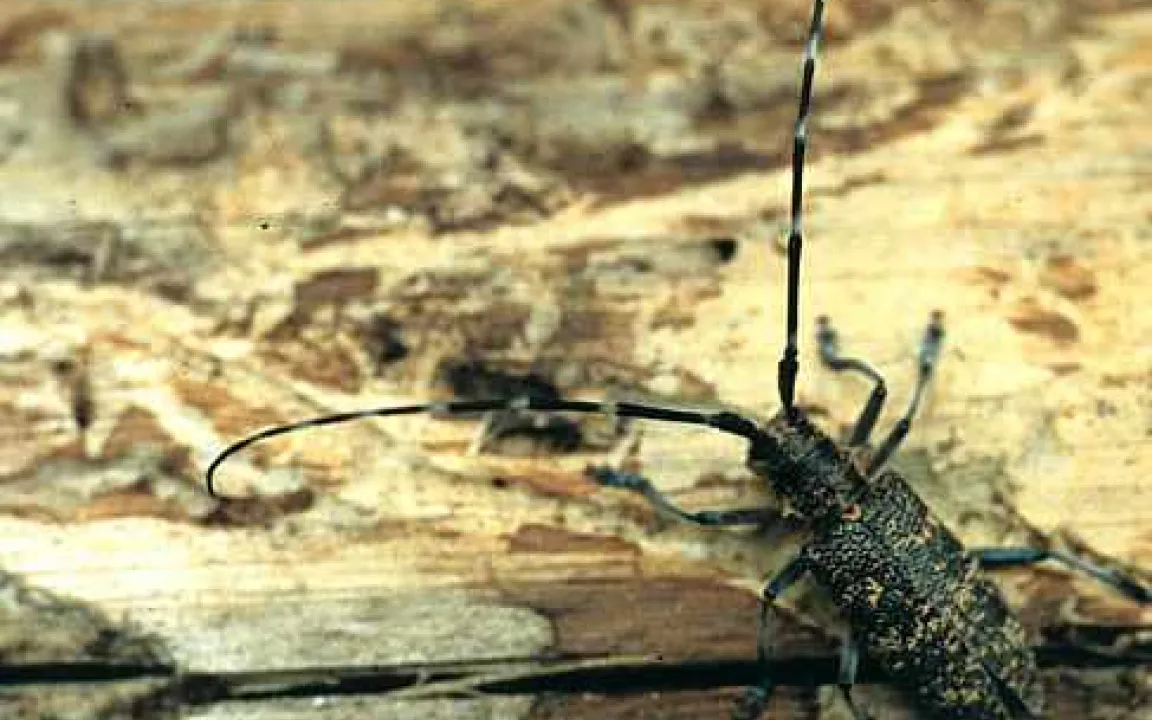 Kiefernholznematoden: Blinde Passagiere im Holz