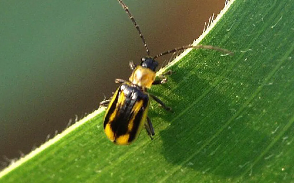 Maiswurzelbohrer breitet sich in Süddeutschland rasant aus
