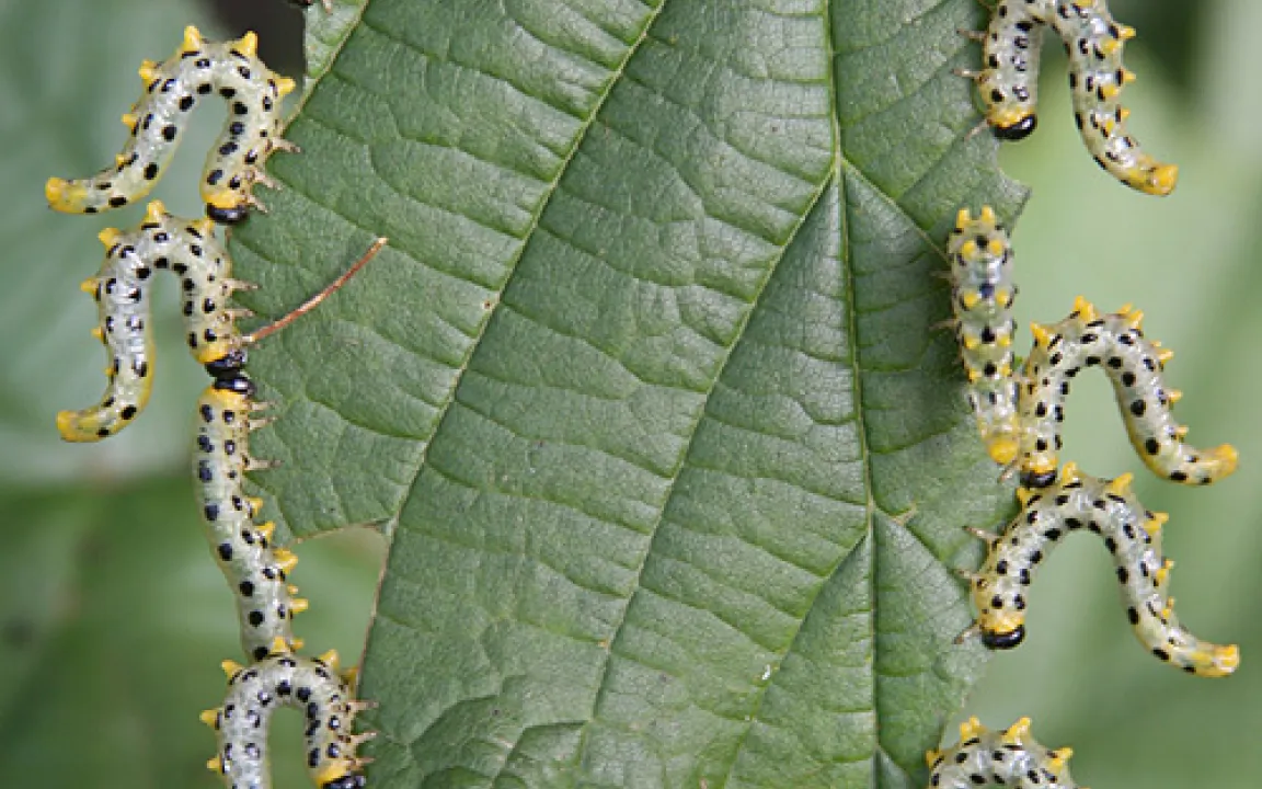 Raupenballett: Formationstanz zur Gefahrenabwehr