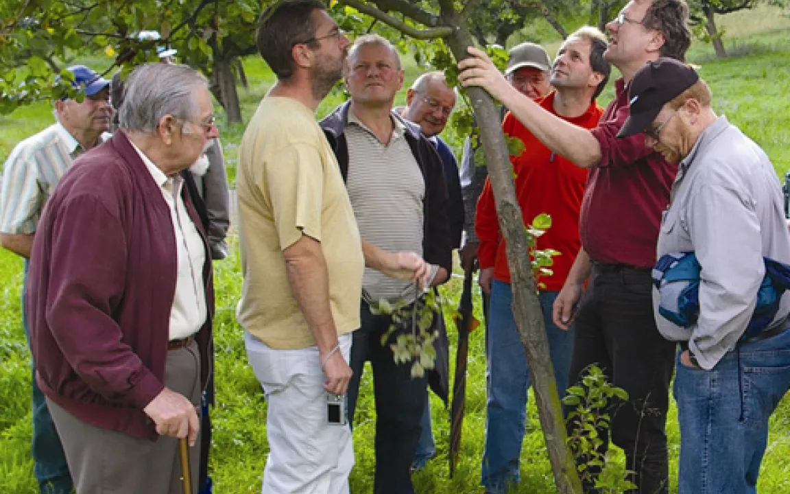 Mysteriöse Krankheit bedroht Streuobstbäume 