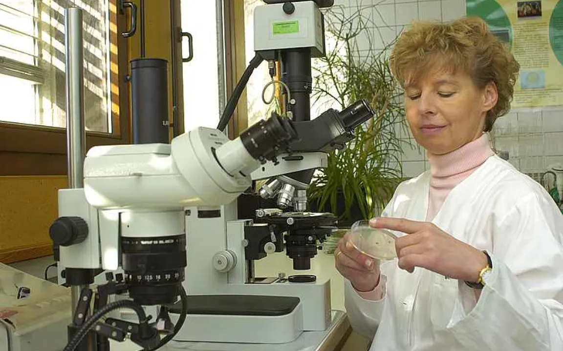 Neuer Schadpilz an Zuckerrüben liebt Wärme - die Verticillium-Welke