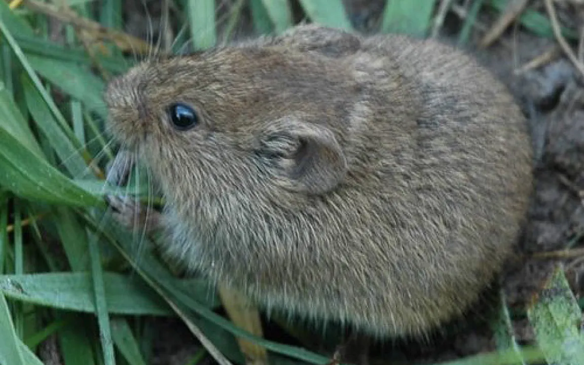 Mäuseplagen künftig rechtzeitig voraussagen  