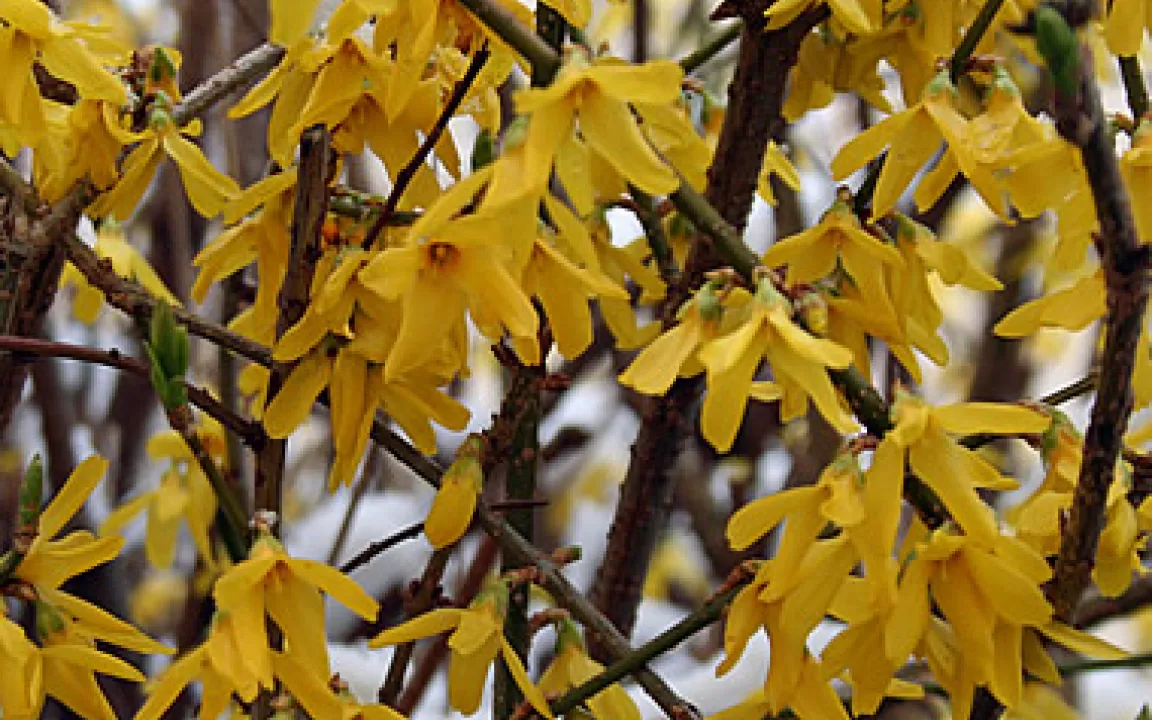 Die innere Uhr der Pflanzen … 