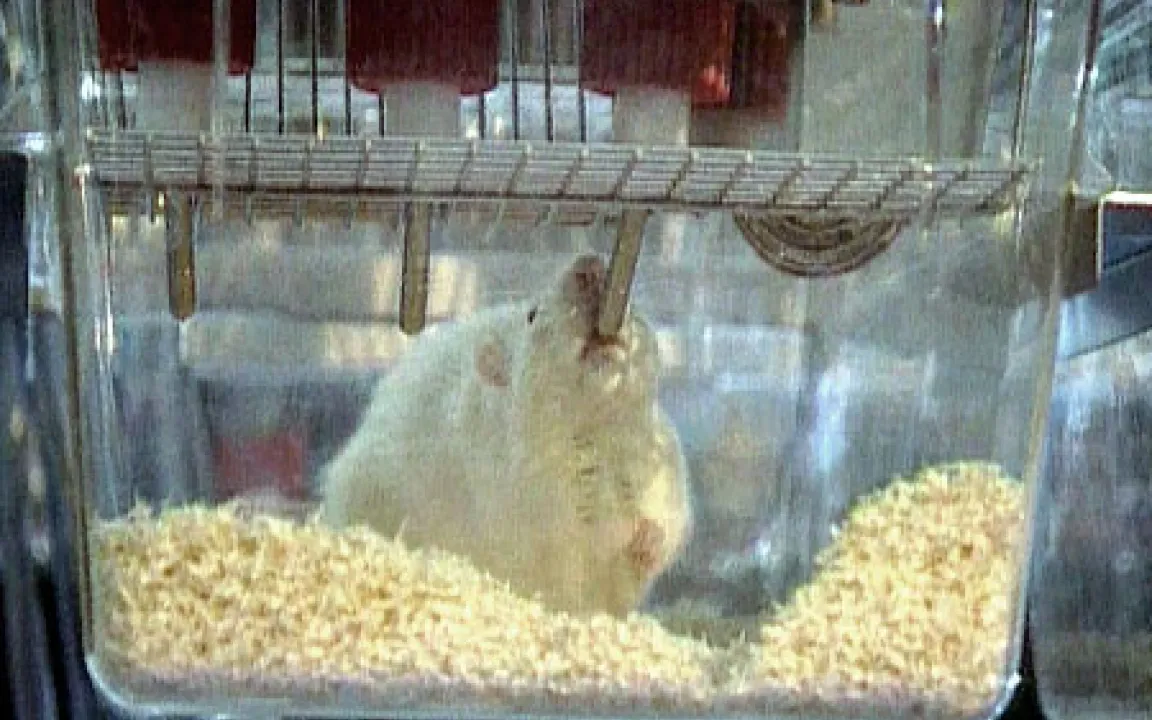 Unbedenklichkeit von Gen-Mais bestätigt  