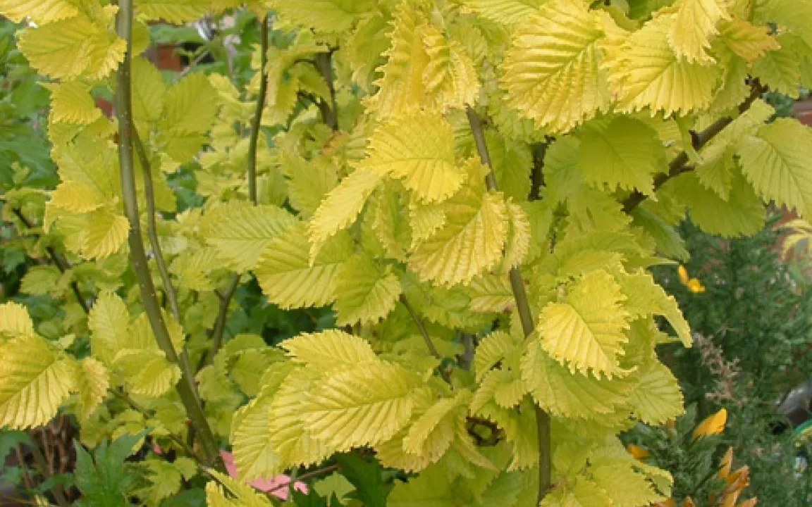 Die Ulme – Opfer von Pilzen und Käfern