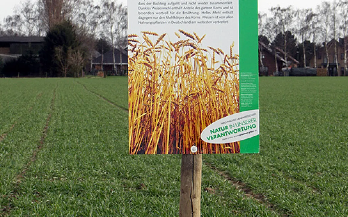 Ohne Kälte keine Körner