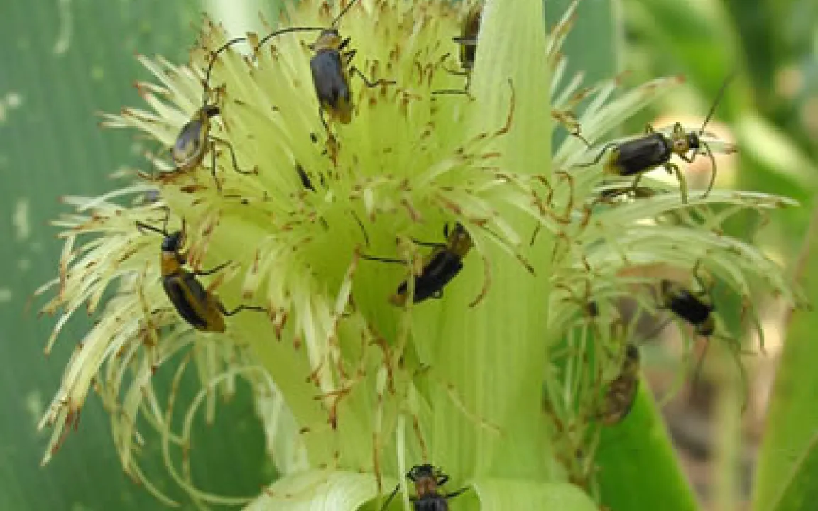 Als blinder Passagier auf EU-Kurs – der gefährlichste Maisschädling