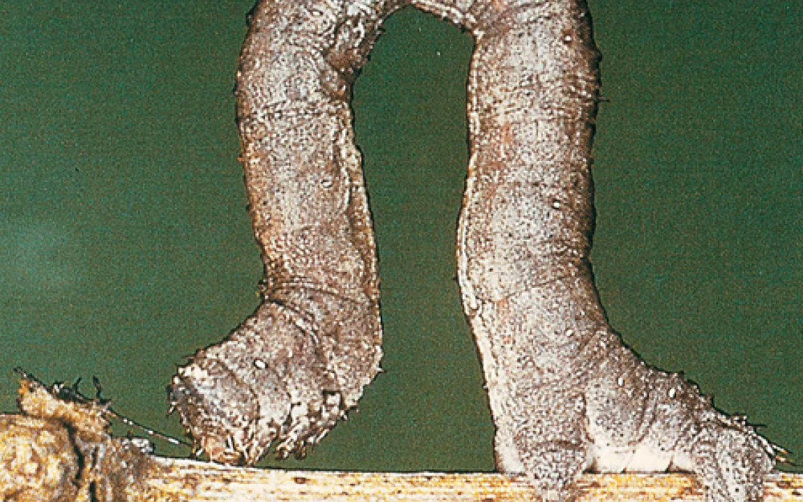 Eine Raupe nimmt Kurs auf Rebstock-Knospen