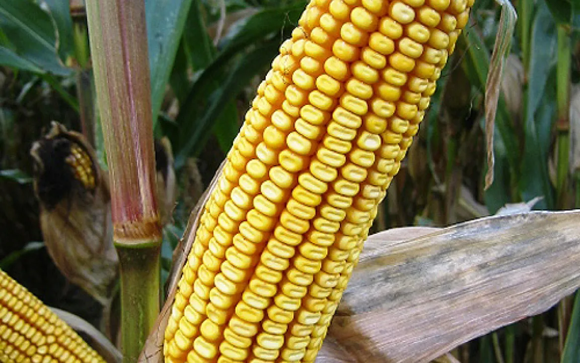 Mais „explodiert“ im Hochsommer