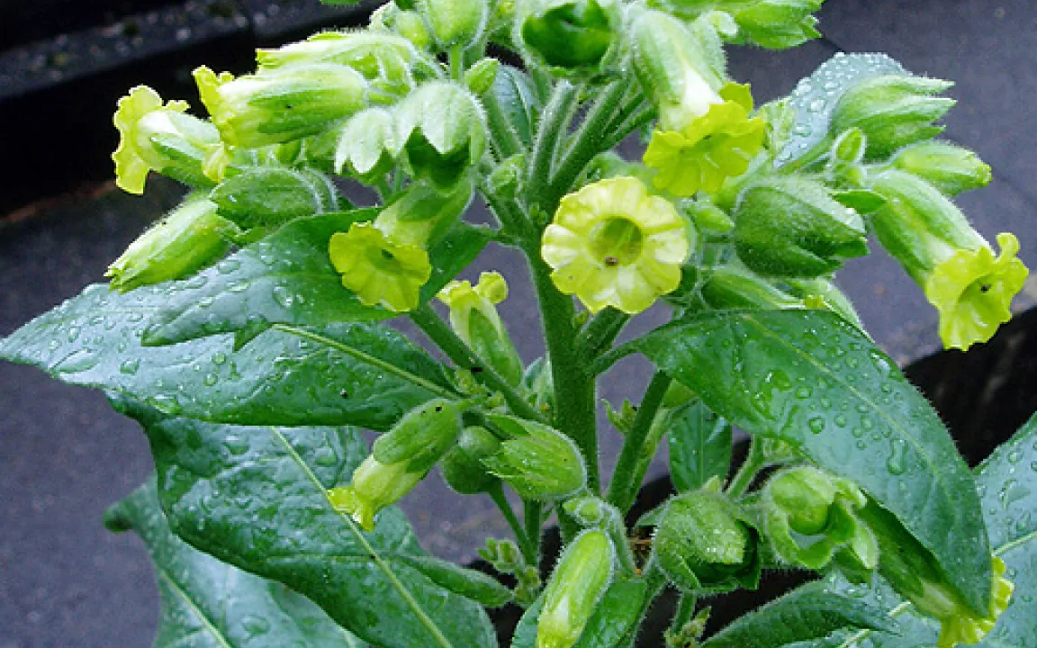 Tabak ist die Giftpflanze des Jahres 2009