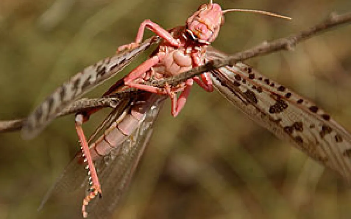 Heuschreckenschwärme auf dem Weg nach Pakistan und Indien