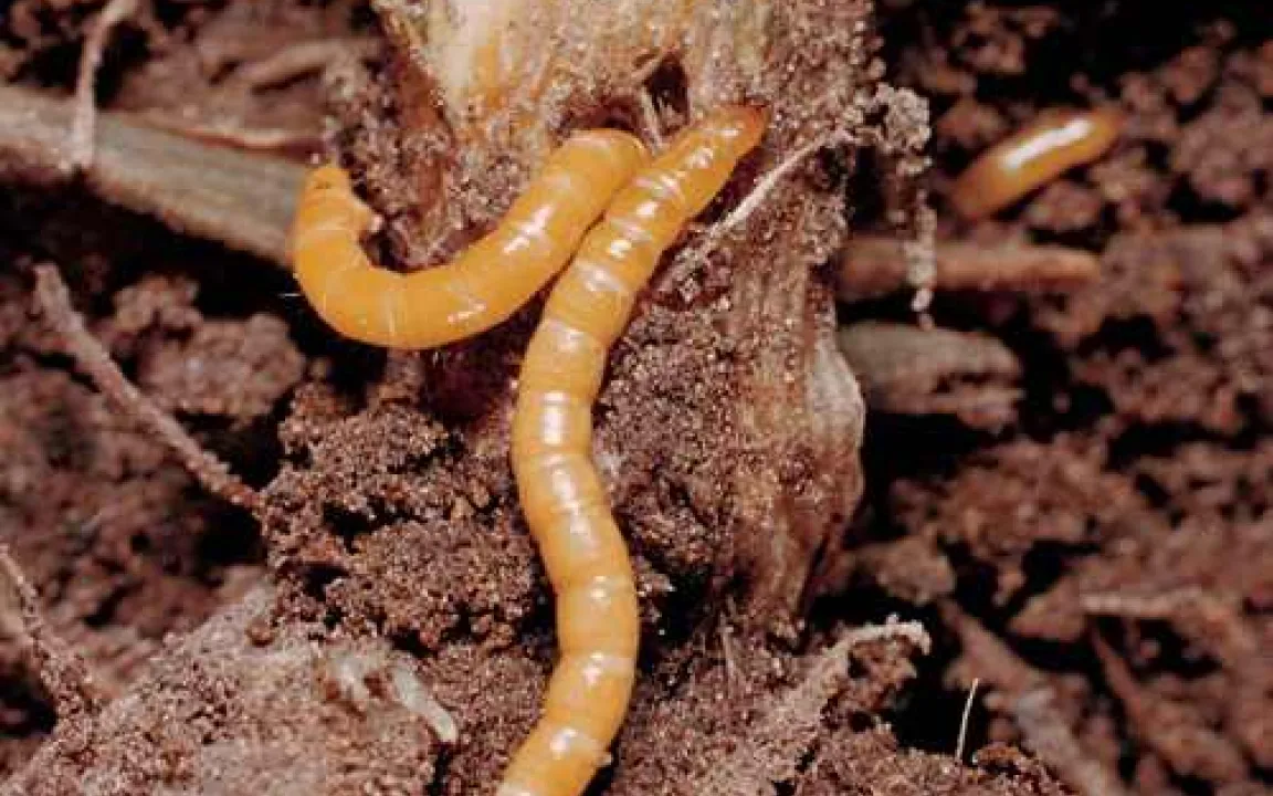 Erdraupen und Drahtwürmer sind kaum zu stoppen