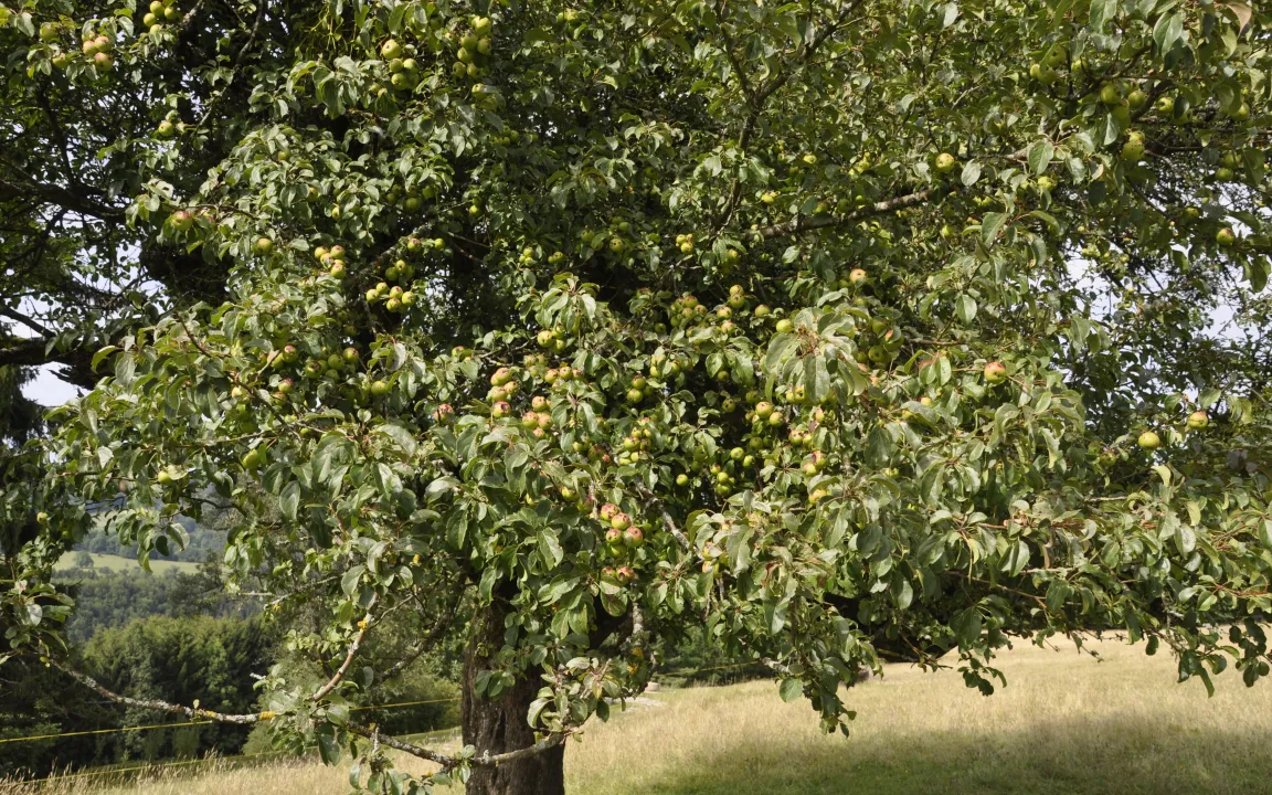 Gesucht – der Holzapfel