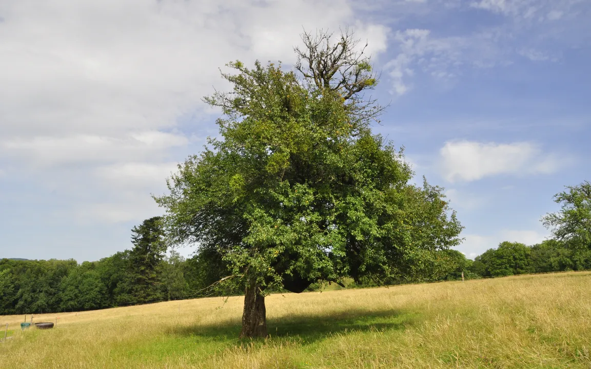Baum des Jahres 2013 ist der Wildapfel