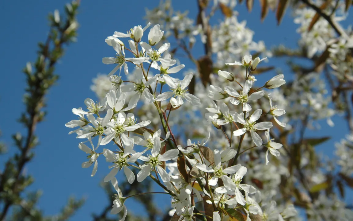 Deutsches Pflanzen-Phänotypisierungs-Netzwerk DPPN gestartet