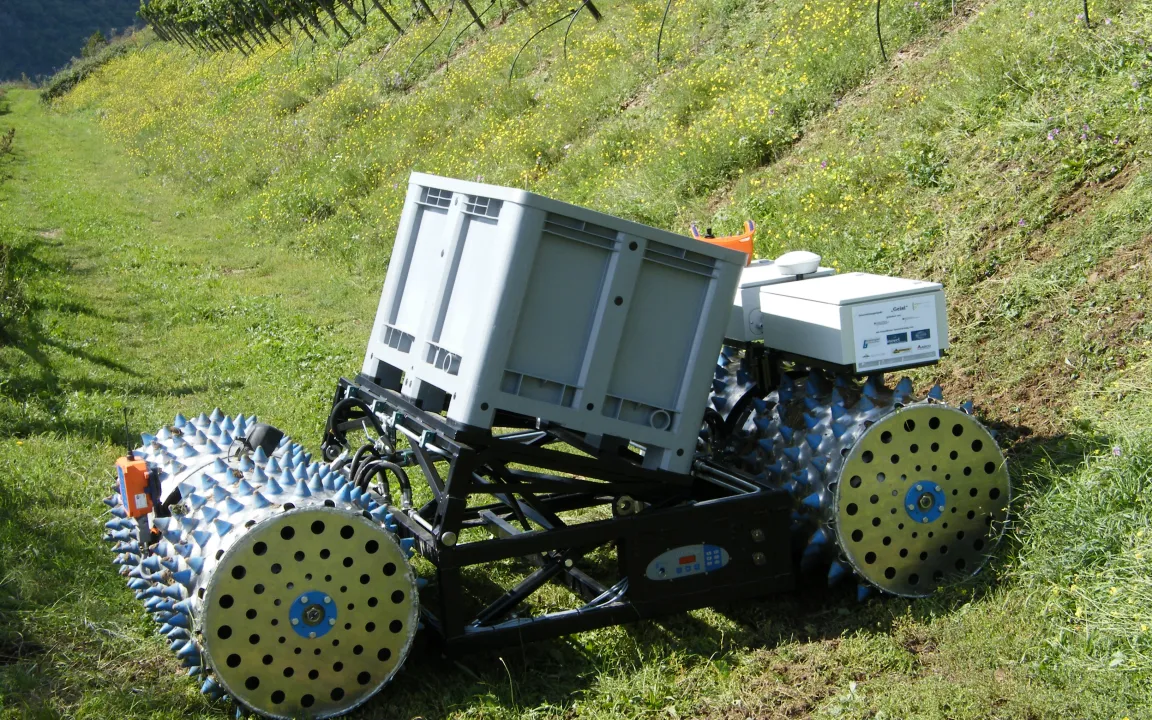 "Geisi" ist stark im Weinberg