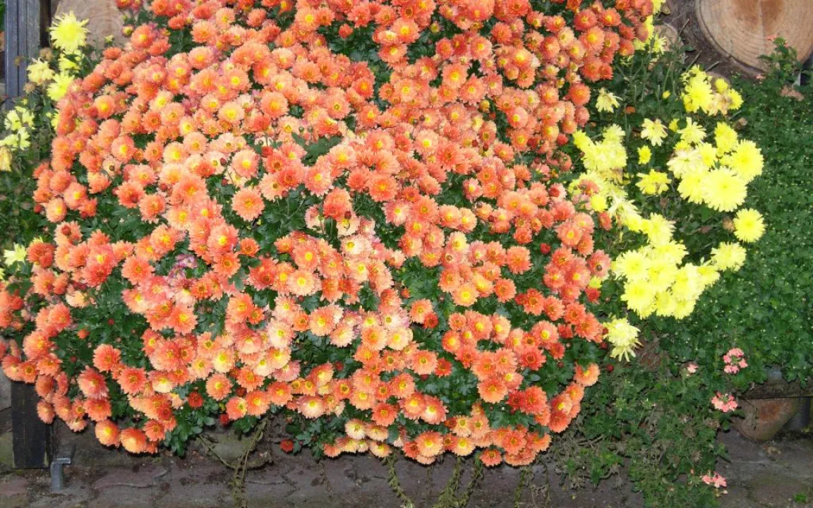 Kälte, Wasser und Schädlinge – Pflanzen im Winter schützen