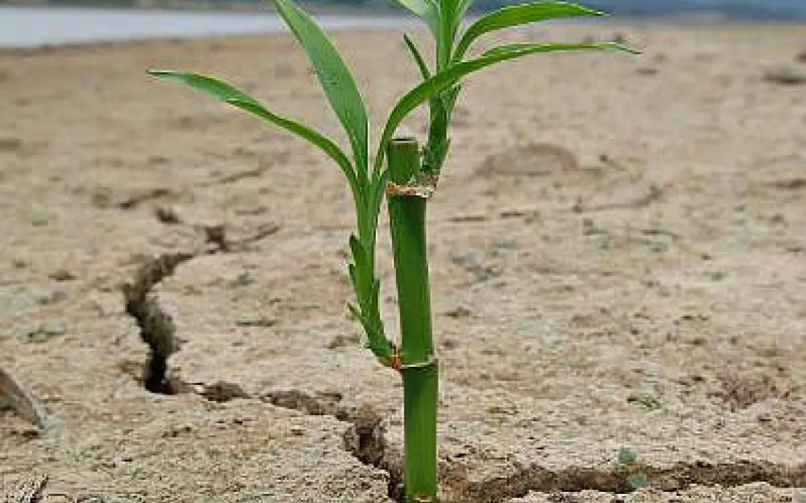 Hohe Ernteerträge sind auch von trockenen Böden möglich 