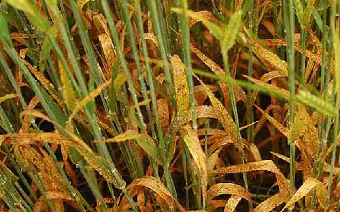 Ramularia – ein neuer Pilz schreckt Landwirte