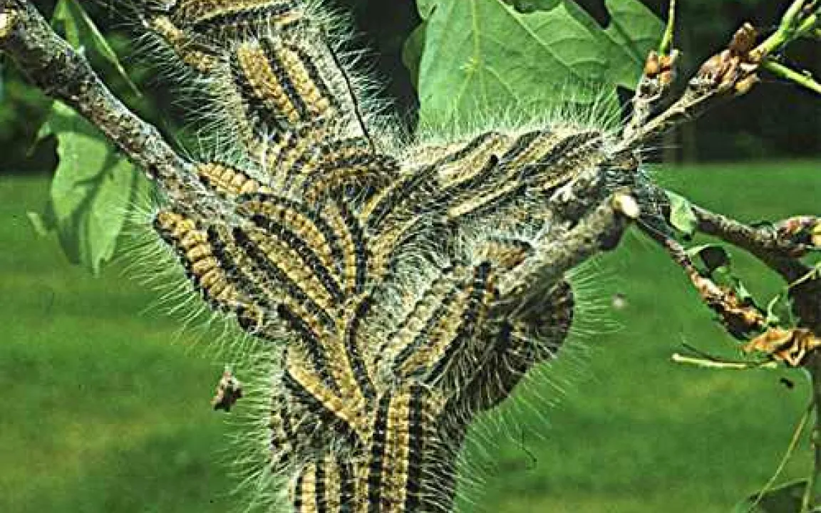 Noch ist Vorsicht geboten: der Eichenprozessionsspinner geht um