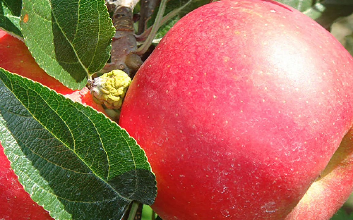 Ein Apfelbaum erzählt: Endspurt vor der Apfelernte