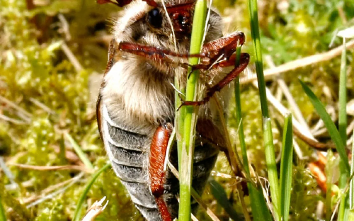 Maikäfer flieg’ – aber bitte nicht alles kahl fressen