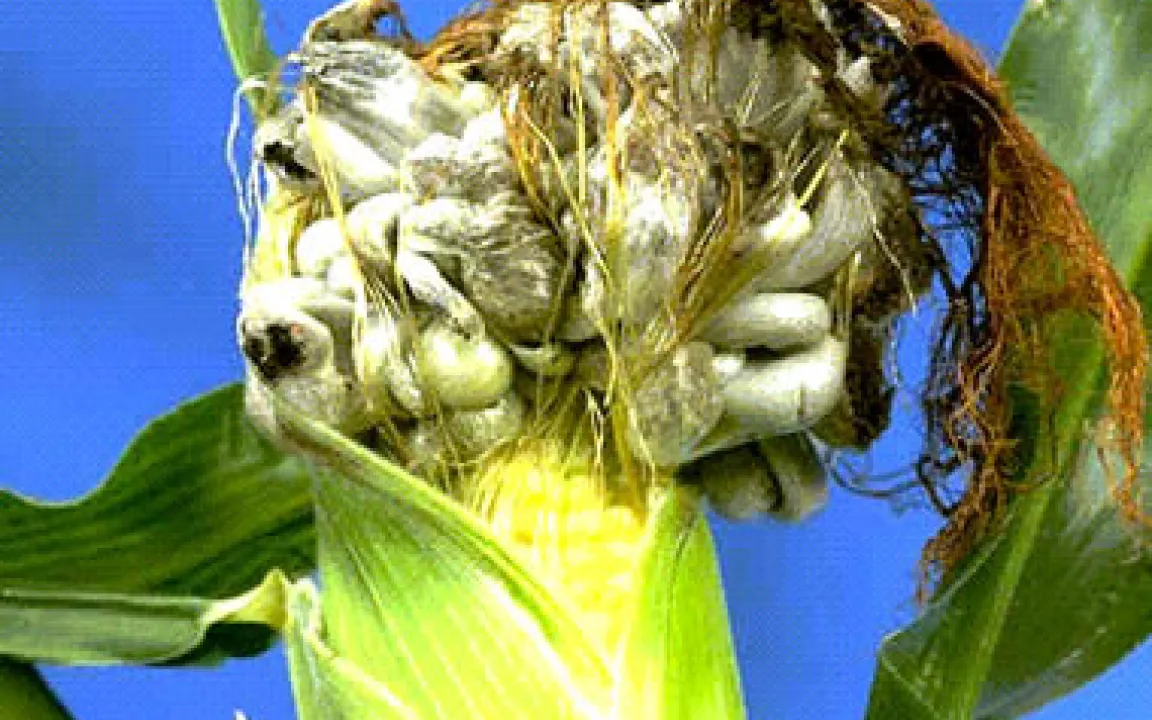 Maisbeulenbrand - Fliege hilft Pilz bei der Ausbreitung