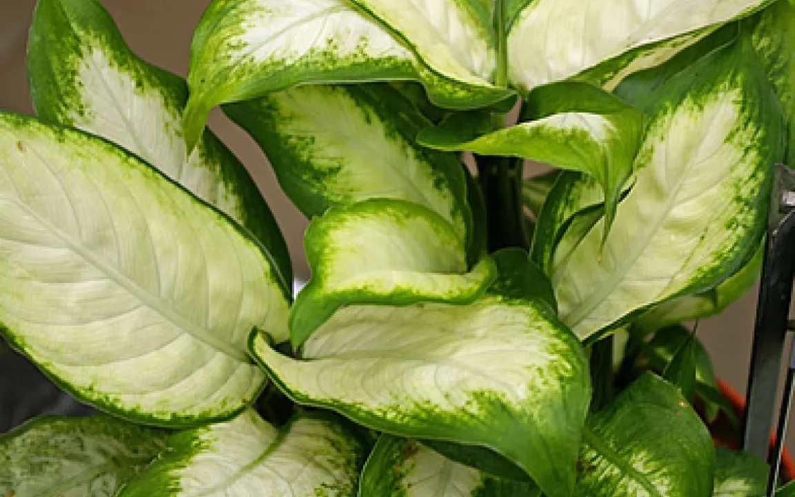 Wahlaufruf an alle! Wer wird Giftpflanze des Jahres 2010? 