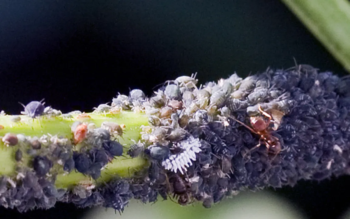 Lästig für Menschen, schädlich für Pflanzen: die Blattläuse 