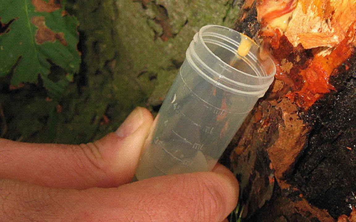 Wenn Kastanien bluten