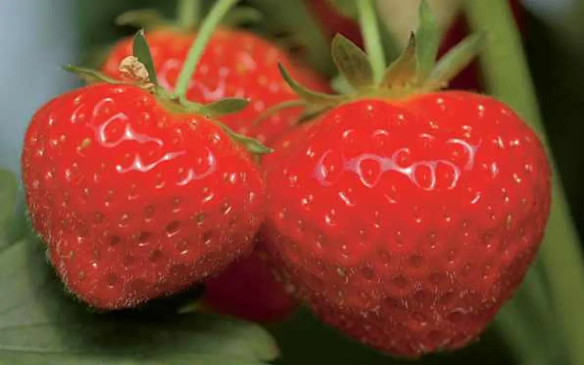 Frische Erdbeeren: lecker, gesund, kalorienarm