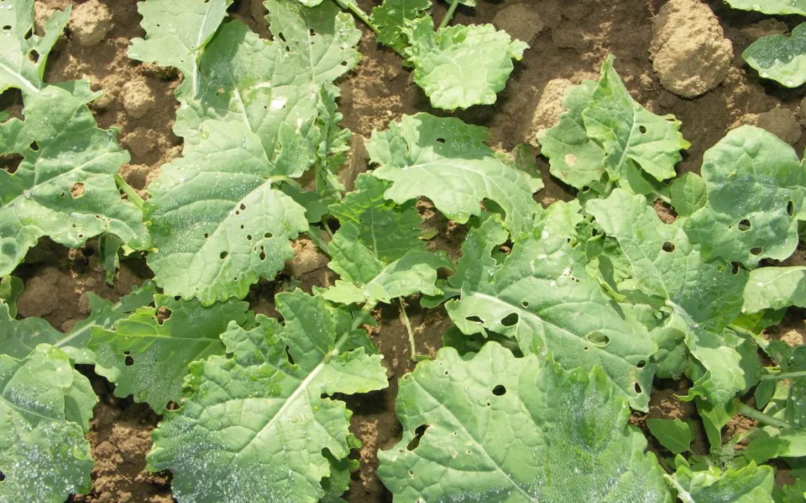 Beizverbot im Raps gefährdet Anbau