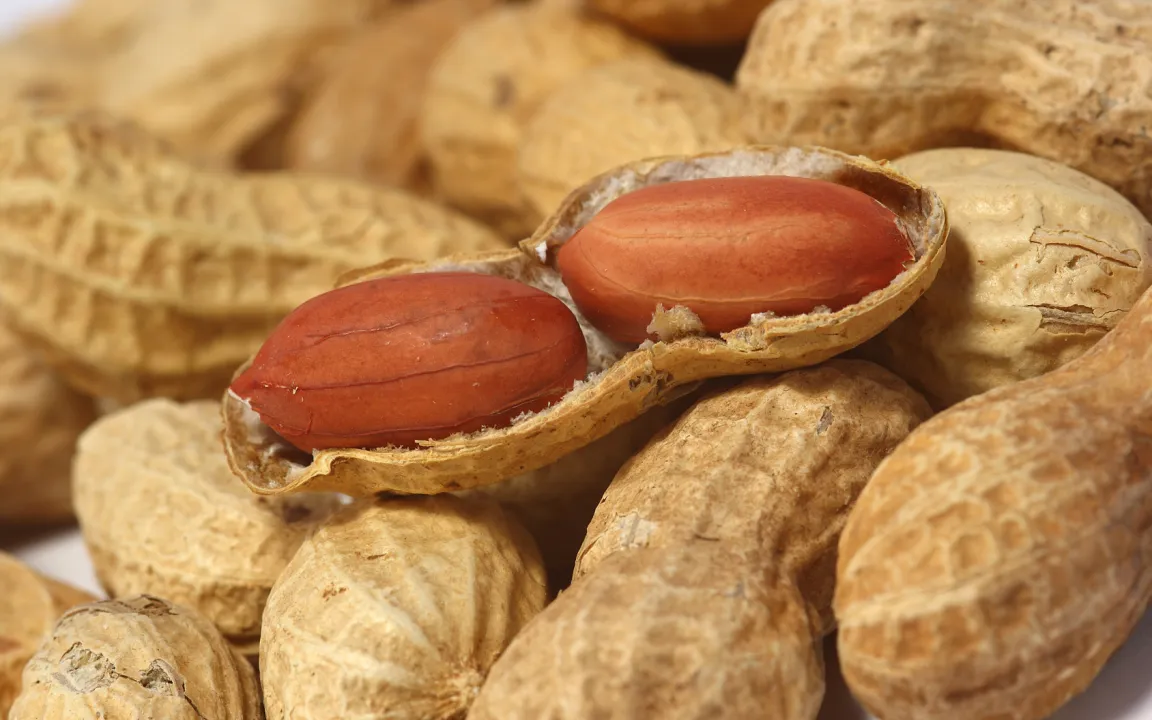 Die Fortschritte in der Erdnuss-Forschung sind keine „peanuts“