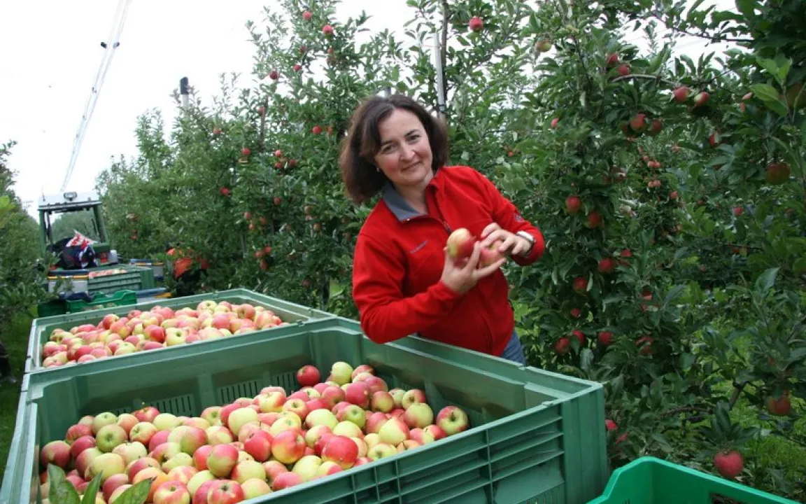 Der Apfel: Karriere von der verbotenen Frucht zur Nummer eins unter den Obstarten