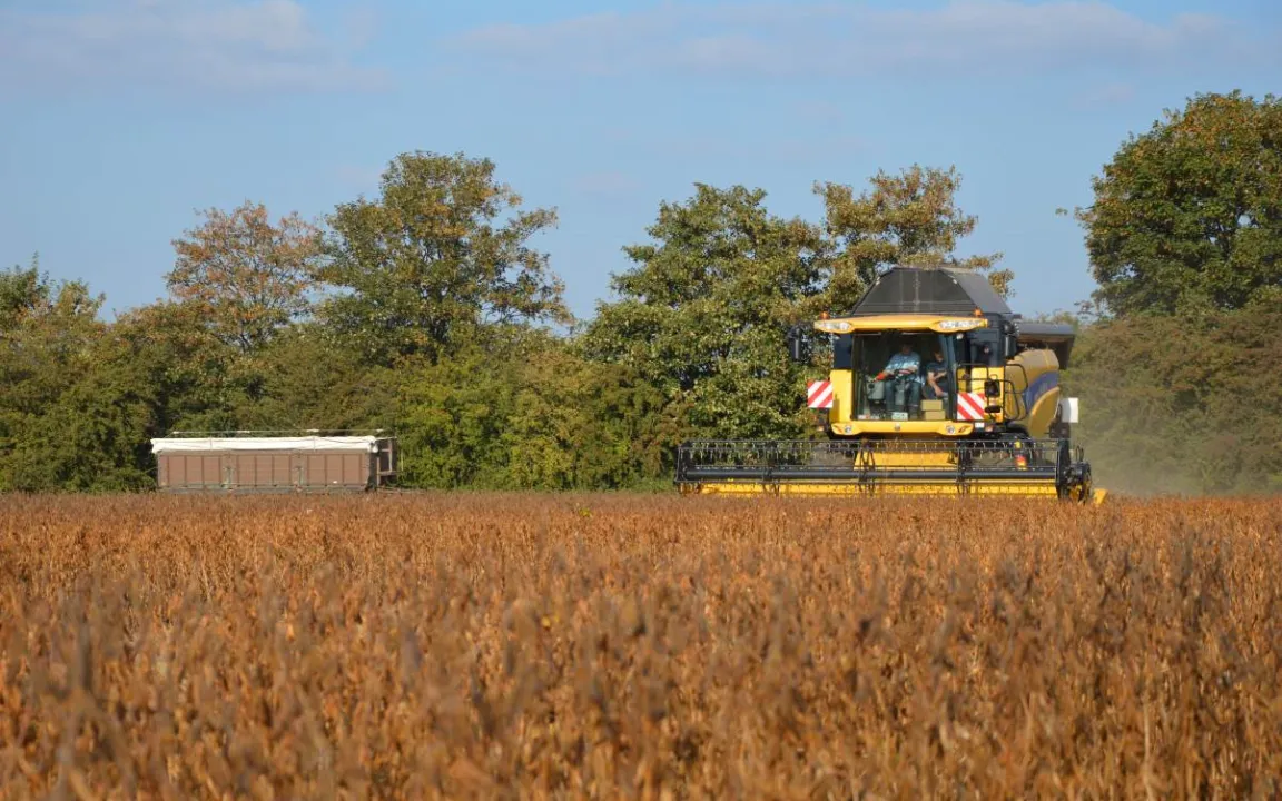 Demnächst große Sojafelder in Deutschland?