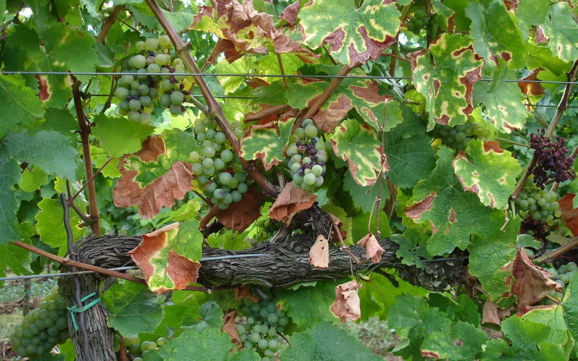 Esca – auf den richtigen Schnitt kommt es an