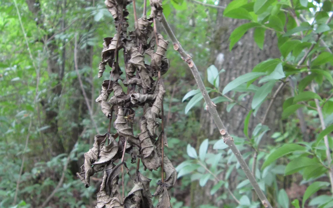 Die Esche ist europaweit gefährdet