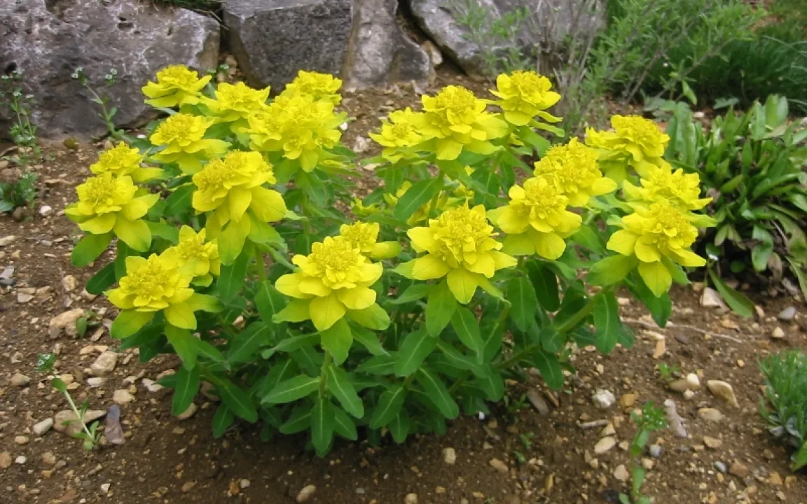 Keine Angst vor Wolfsmilchgewächsen – aber Vorsicht ist geboten! 