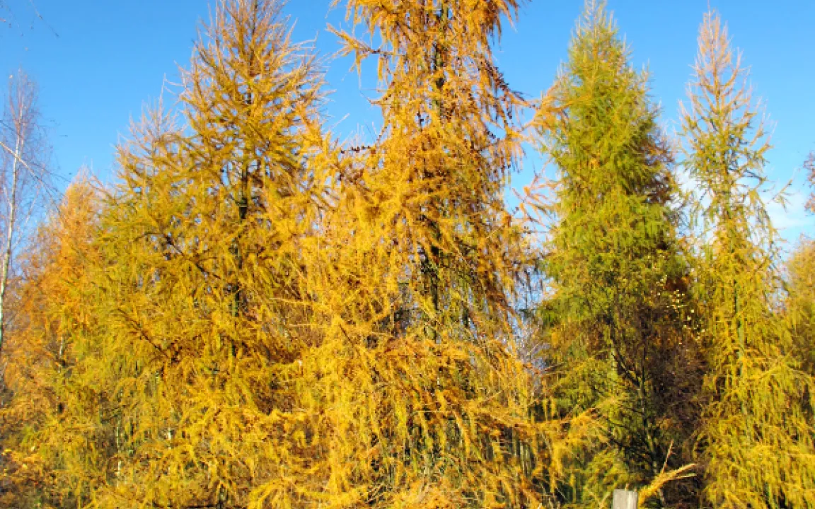 Europäische Lärche zum Baum des Jahres 2012 gekürt