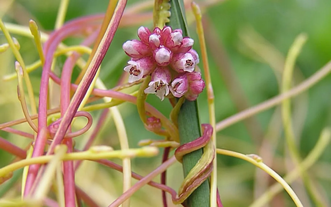 Grüne Gentechnik: Teufelszwirn mit eigener Waffe geschlagen 