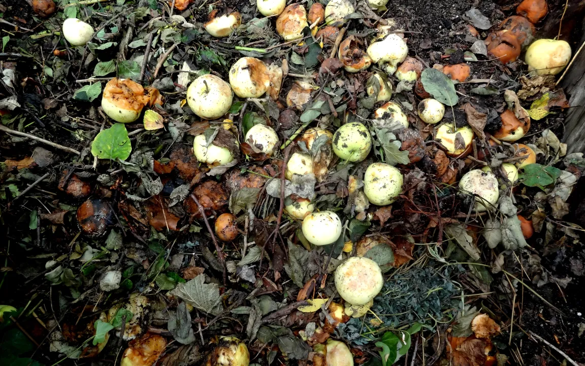 Kompost – das Gold des Gärtners