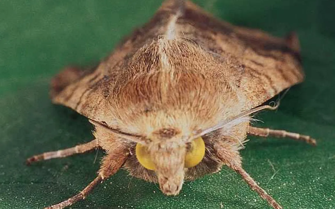 Tabak oder Tomaten – dem Baumwollkapselwurm schmeckt alles