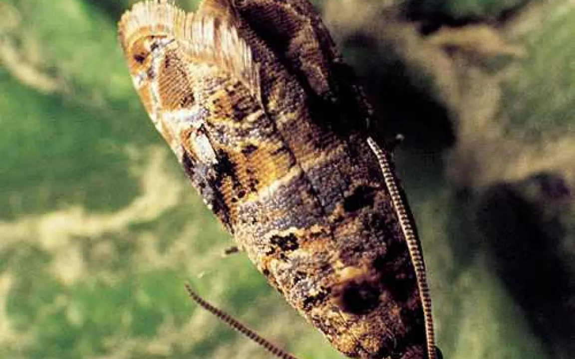 Druck im Weinberg – Falscher Mehltau und Traubenwickler gefährden Trauben