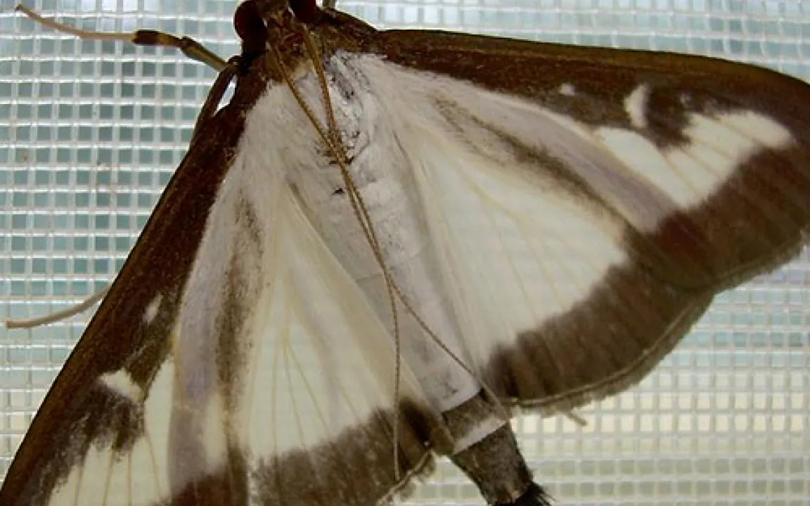 Importierter Schädling gefährdet Buchsbäume 